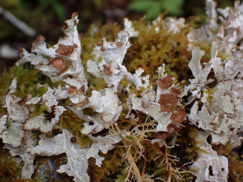 Platismatia Lacunosa 
