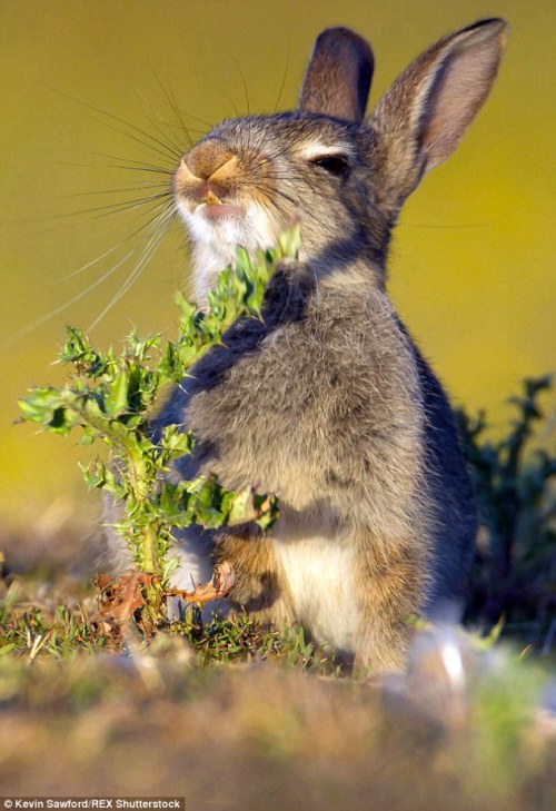 lostintrafficlights:Hungry rabbit gets a nasty surprise when it tries to nibble on a thistle