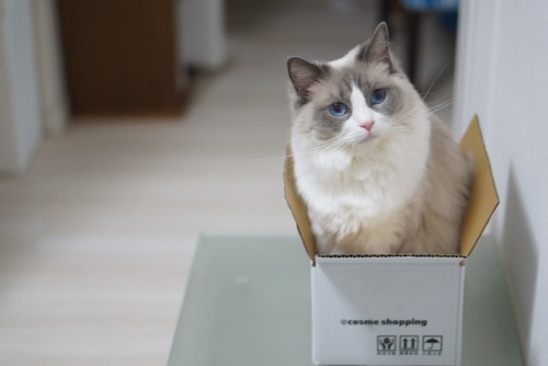 A cat in a cardboard box. She almost surely enters the box when she finds it