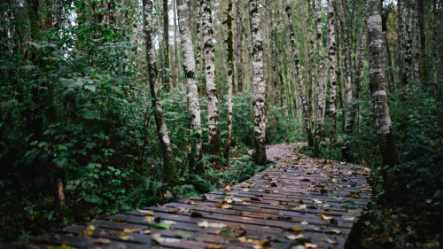 itakephotosofallthethings:Autumn WalkerIssaquah, WAMore photos by John Westrock on Flickr.