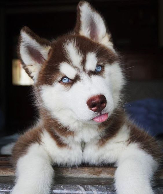 aww-so-pretty:  husky lover