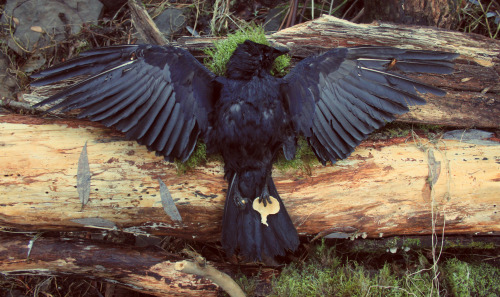 naturepunk:  Found a dead crow in the nature park a while back. It hadn’t been dead long and was likely struck by a car on the bridge above the marsh. Instead of letting it just waste away where it fell in a heap, I created a kind of altar for/from