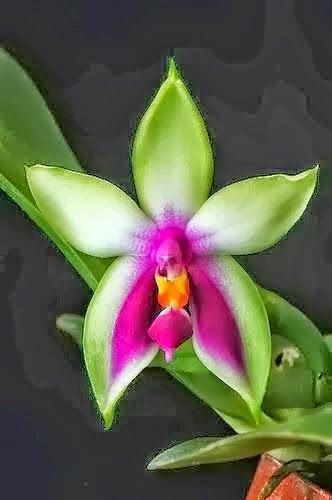 flowersgardenlove:  Phalaenopsis Bellina Beautiful gorgeous pretty flowers 