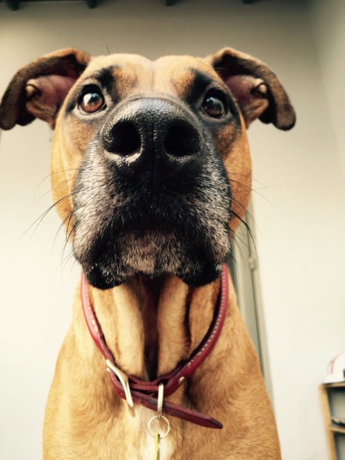 handsomedogs:  Faye watches the street intently. She is defender of the front porch, giver of sloppy kisses.