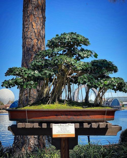 Angelica Ramirez&rsquo;s banyan style green island fig on display at the 2022 Epcot Internationa