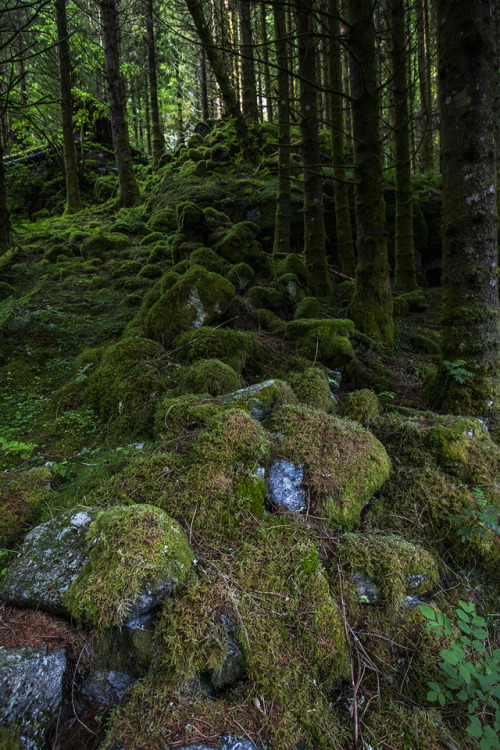 garettphotography:Norwegian Moss // Bergen County | GarettPhotography
