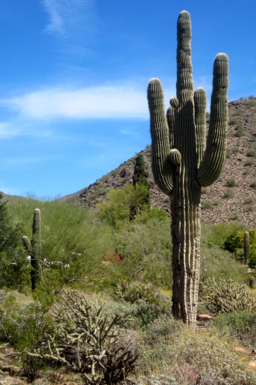 Saguaro Cactus (Carnegiea gigantea), Yavapai County, Arizona, 2014.