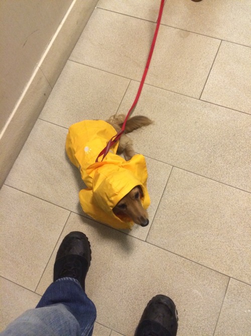 pancakethedoxie:People on the street lose their minds when Pancake wears her raincoat.