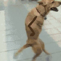 animusimperat:  Jazz handssssssssssss! 