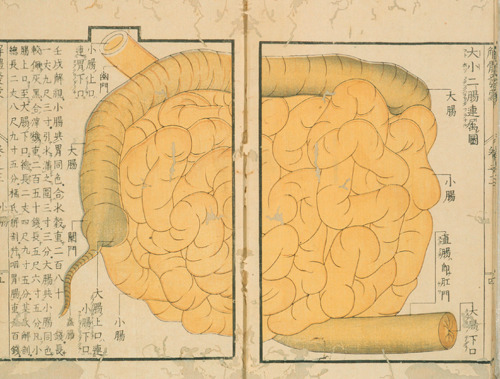 magictransistor:Mitsutane. Kaitai Hatsumou, Hand-Coloured Anatomical Woodcuts. 1813. Ci sono persino