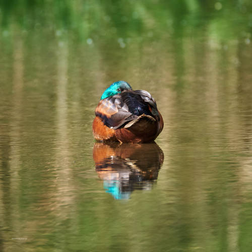 Another floating duck - a hybrid mallard with wonderful colors