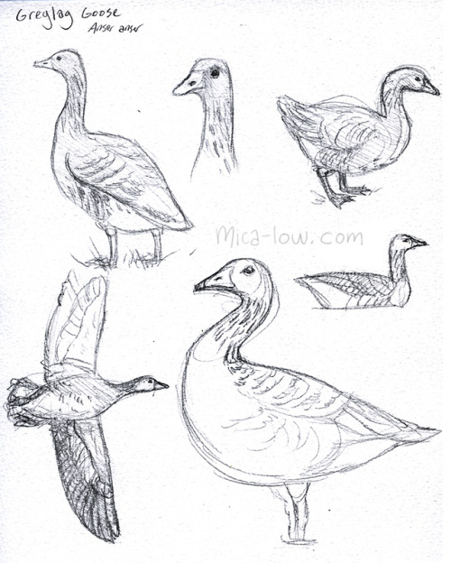 Some bird studies from this week: Hooded crow (Corvus cornix), Greylag goose (Anser anser), Adelie p