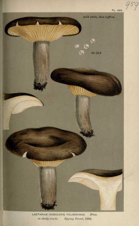 wapiti3: Illustrations of British Fungi (Hymenomycetes), to serve as an atlas to the “Handbook