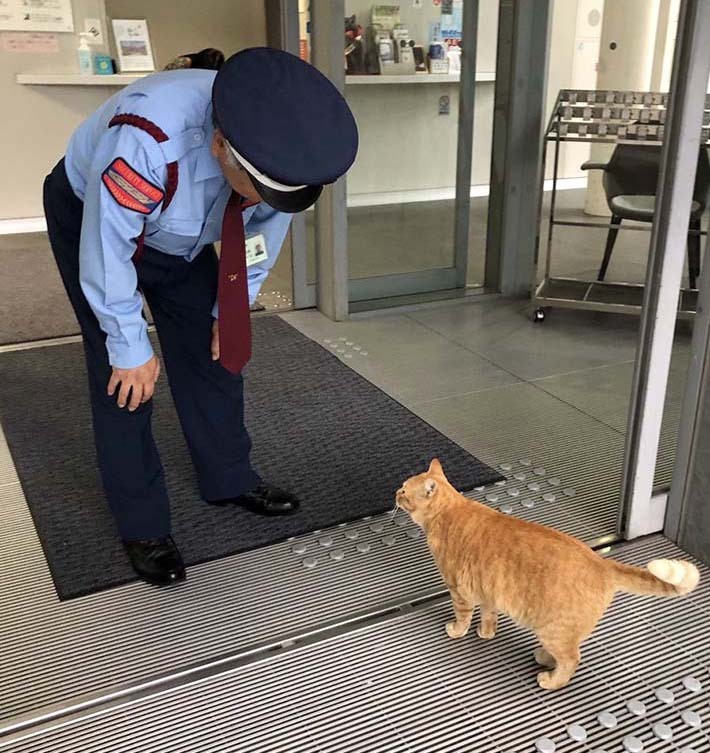 nae-design:Famous cats who spent the last two years trying to get into a Japanese