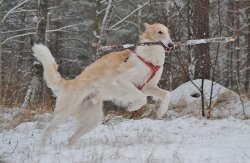 fannygoldfish:  Someone´s happy that the snow finally came! 