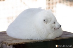 everythingfox:  juliet-draws:  everythingfox: Peak performance looks like a little mochi &lt;3  