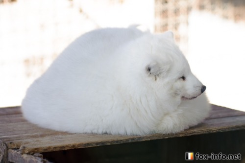 everythingfox: juliet-draws: everythingfox: Peak performance looks like a little mochi &lt;3