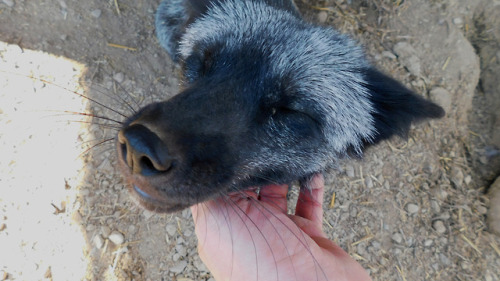 I love these two foxes, they make anyone’s day so much better :3 Both were super happy to see me, af