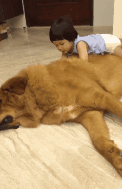 nippled:amy—jean:Little Girl Plays on Gentle Giant Tibetan Mastiff