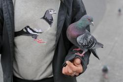 pigeonaday:  Pigeon 119