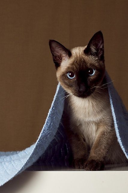 thepaintedbench:  Siamese Cat