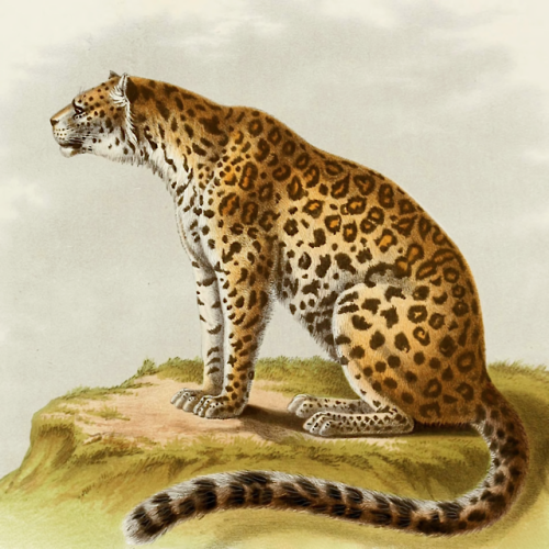 Leopard. Recherches pour servir à l'histoire naturelle des mammifères : comprenant des considération