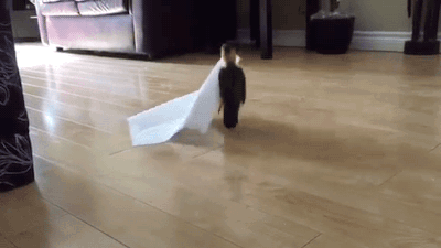 Porn photo gifsboom:  Bird Plays With Paper Towel. [video]