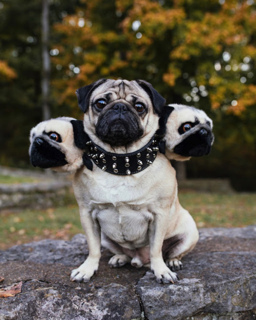 urbanfantasyinspiration: catsbeaversandducks: Cerberus Dog Costumes Via I Have Seen The Whole O