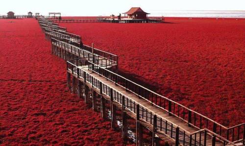 odditiesoflife:Red Beach, ChinaRed Beach is located in the Liaohe River Delta, about 30 kilometers s