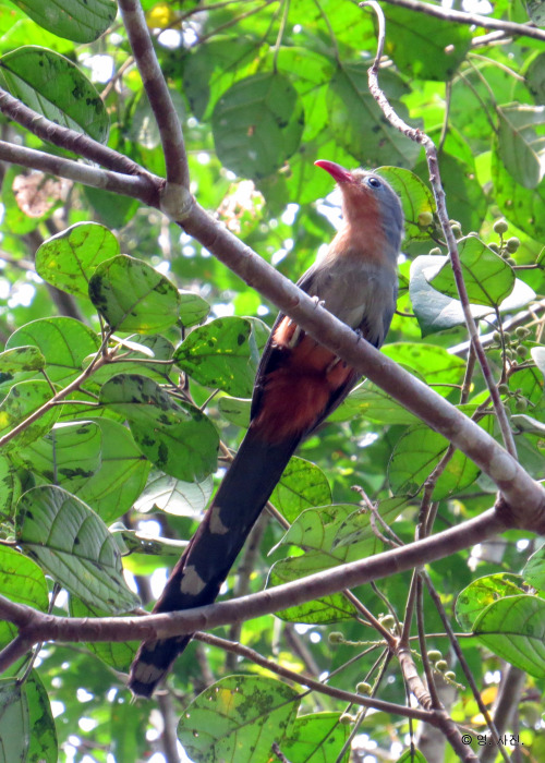 Red-billed Malkoha.Panti.