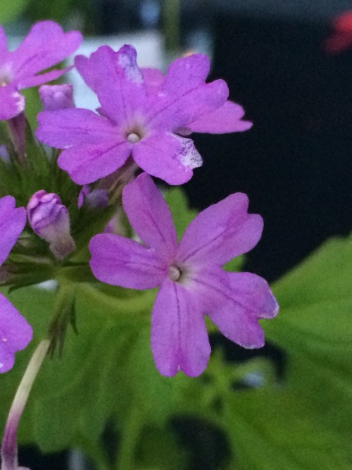 Glandularia tampensis is in the family Verbenaceae. Commonly known as Tampa verbena, it is a perenni