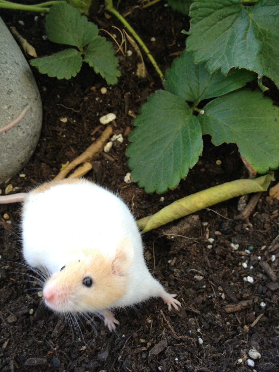 effyeahpetrats:  andmaybeasoda:  Luna’s first garden playtime! Put her in the big