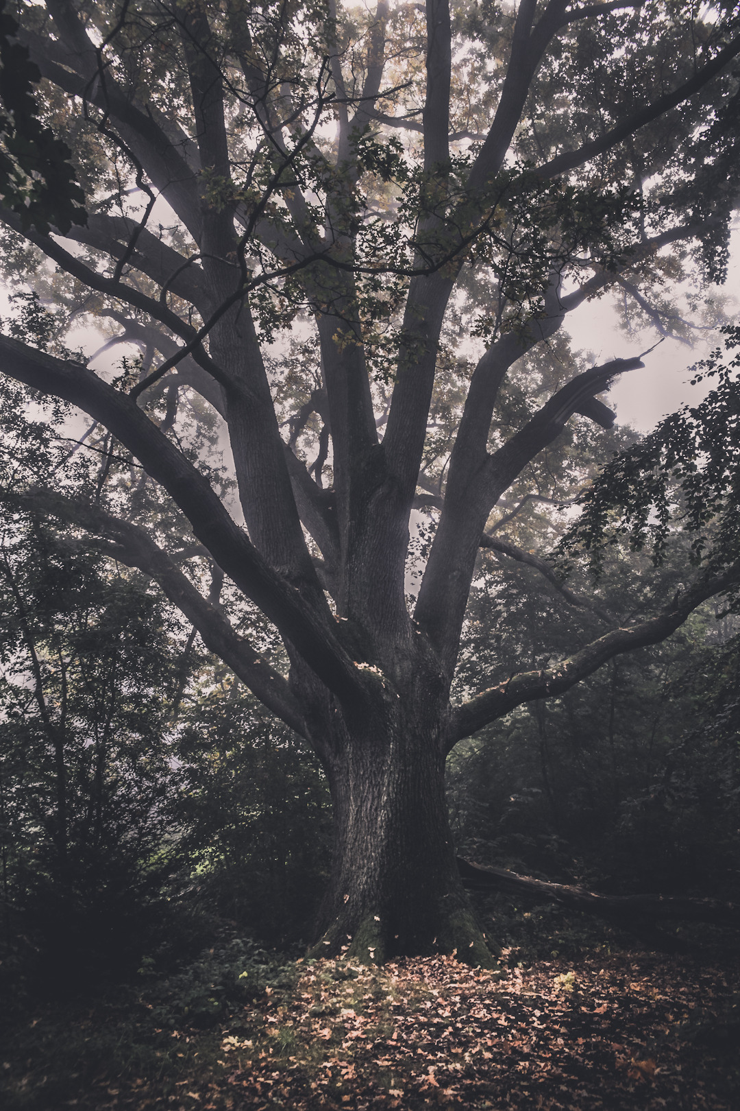 dvnity:  ▲ vintage