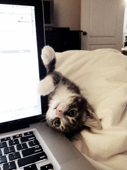 mayahan:  Cats That Need Your Attention The Exact Moment You Start Reading