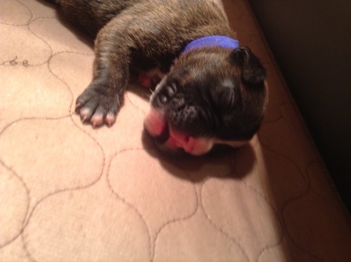 Meet Blue! Reverse brindle baby boy white markings slight lesser than his twin Red