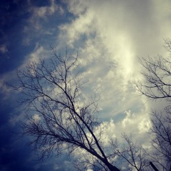 just-breezy:  Look up more than down…I spent most of the day watching the sky for migrating birds. Warm day with winds from the south made for good conditions. Notable species: tundra swans, snow geese, golden eagle, cooper’s hawk, red-tailed hawk,