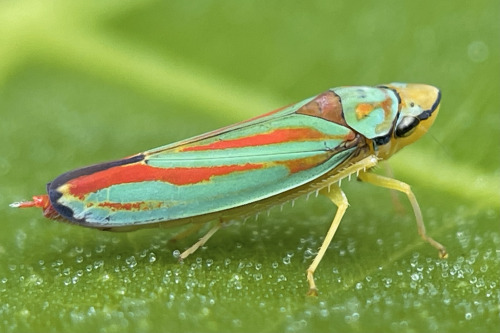 I See At Least One Cool Bug A Day, And Usually Many More, But Its Not Because I Live Anywhere Particularly