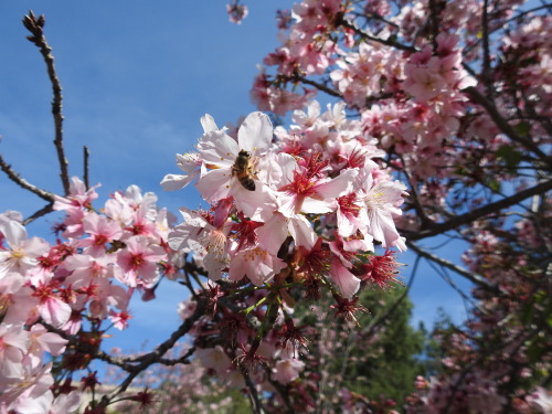 Bees and blossoms