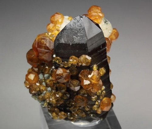 hematitehearts: Garnet var Spessartine with Smoky QuartzLocality:  Tongbei, Yunxiao Co., Zhangz