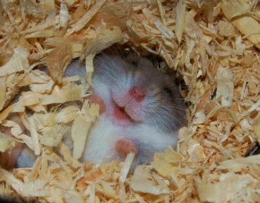 thecutestofthecute:  Hamster make breakfast  Hamster drive car  Hamster make tea with frend  Hamster plan dinner party  Hamster have Birfday  Hamster love life  Hamster happy to be live  Hamster love you  