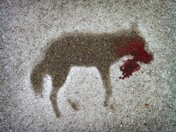 sixpenceee:  A silhouette of a coyote roadkill. 