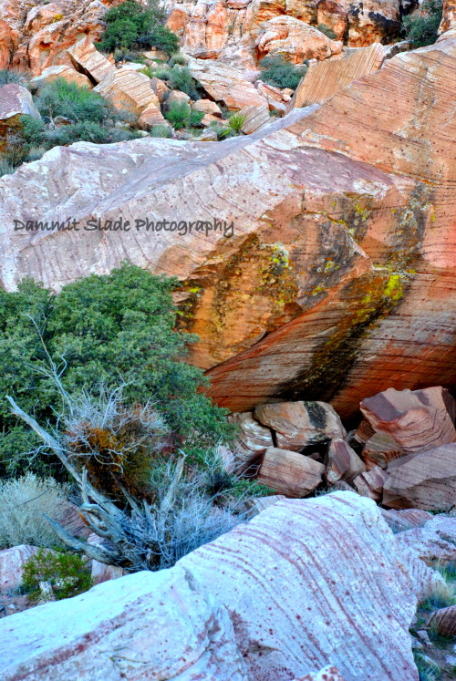 sladevegas:The Mojave desert is spectacular. Location: Calico Basin, Clark County, Las Vegas, Nevada