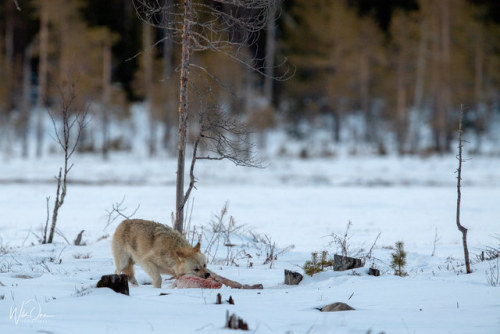 elegantwolves: wildonephotography
