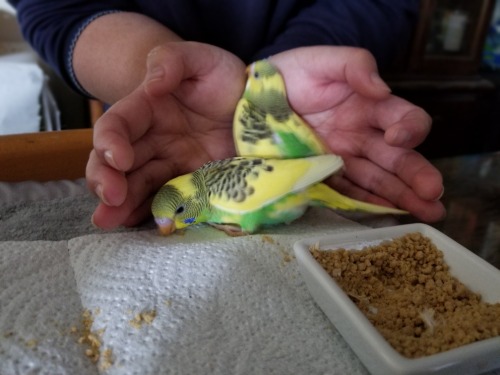 They both ate a lot of pellet powder today, and they both regularly pop out to sit on the edge of th