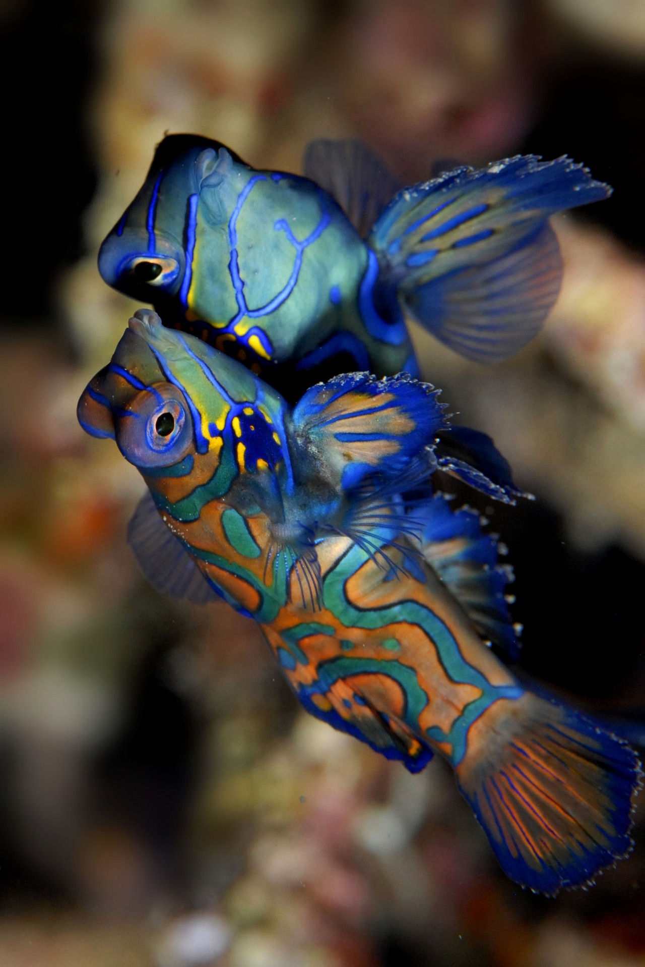 thelovelyseas:  Mandarin fish by edpdiver 