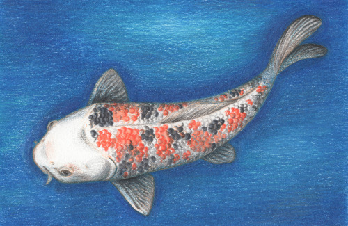 My first drawing of a koi fish that I drew a couple months ago~