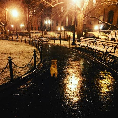 Daisy visits Narnia. #puppy #cute #Brooklyn #winter #NYC #puppygram #dogsofinstagram #dogsofbrooklyn