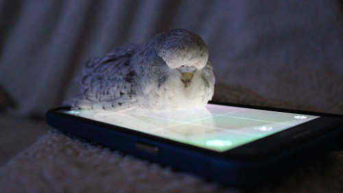 coelasquid: lilbudgies: Dylan, give me back my phone.  I did not know budgies could lofe.