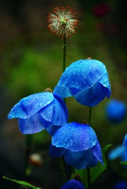 flowersgardenlove:Meconopsis ‘craerae’