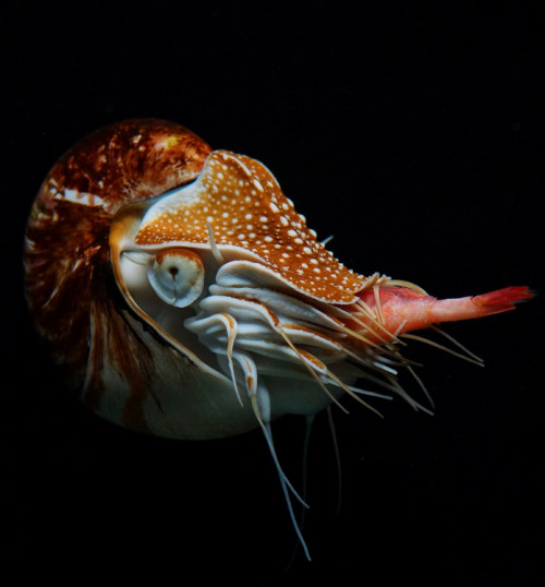 A nautilus has over 90 tentacles and a hidden parrot-like beak that it uses for hunting mostly crust